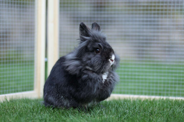 KERBL Freigehege Vario